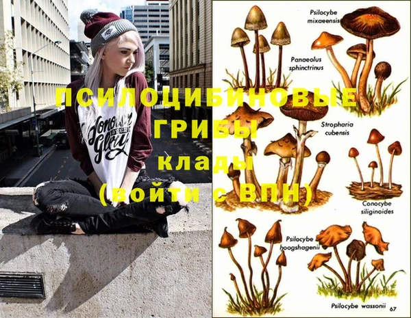 шишки Ельня